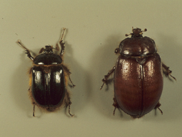 Rain beetle adults, left, male; right, female (H. Riedl)