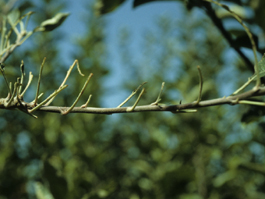 Redhumped caterpillar damage to apple foilage (E. Beers)