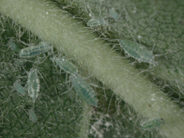 Mealy plum aphid (E. Beers, 25 June 2002)