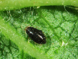 Leafcurling plum aphid parasitized by Aphelinus sp. (E. Beers, 23 July 2008)