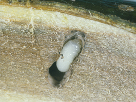 European shothole borer larva (H. Riedl)