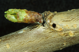 Shothole borer damage to cherry twig (E. Beers)