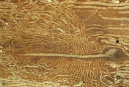 Shothole borer larval galleries in wood (H. Riedl)