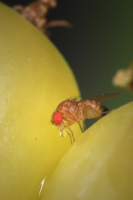 light brown insect with large red eye feeding on water droplet