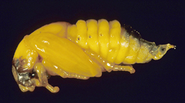 Tenlined June beetle pupa (E. Beers, July 1993)