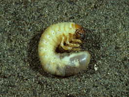 Tenlined June beetle larva (3rd instar) (H. Riedl)