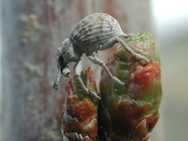 Ophryastes cinarescens feeding on cherry bud (E. Beers, April 2001)
