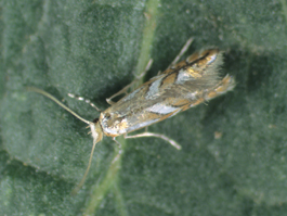 Western tentiform leafminer adult moth (E. Beers, 2002)