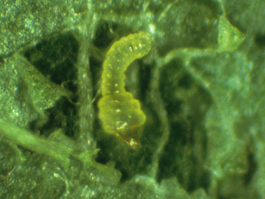 Western tentiform leafminer sapfeeder larva (J. Brunner)