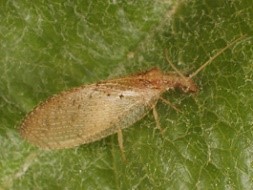 Adult brown lacewing. Photo E. Beers, WSU.