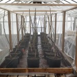 Figure 1. Potted trees under experimental cage/arena in greenhouse. 