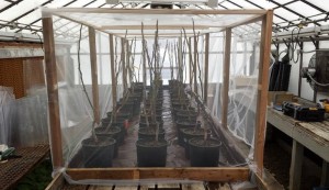 photo of Potted trees in greenhouse. 