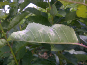 Figure 2. Powdery mildew symptoms on cherry leaves. Image courtesy Claudia Probst and Gary Grove, WSU.