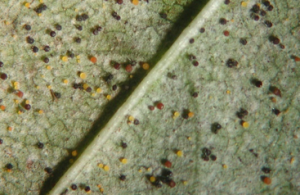 Figure 4. Chasmothecia produced on cherry leaf surface. Coloring is indicative to maturity; yellow being newly produced and black having reached full maturity. Image courtesy Claudia Probst and Gary Grove, WSU.