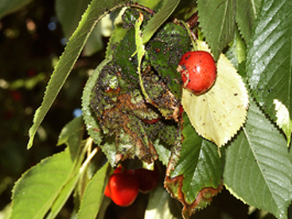 Black cherry aphid damage to sweet cherry (E. Beers)
