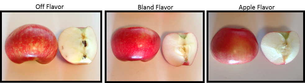 Figure 3: External and internal comparison of Honeycrisp apples with various ratings for taste.