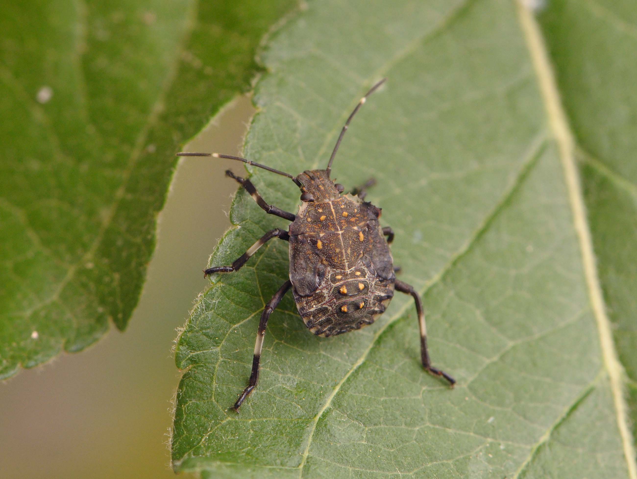 brown marmorated stink bug trap comparison - Entomology Today