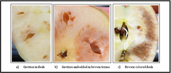 Figure 1: Internal appearance of CO2 injury of Honeycrisp apples grown in Washington state. The most common injury symptoms are cavities (a), cavities embedded in brown tissue (b) or brown colored flesh (c). (Source: Hanrahan et al., 2017)