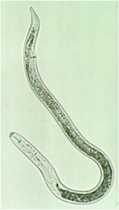 translucent worm-like organism