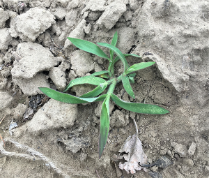 a small plant with thin leaves in hard-packed gray dirt