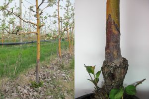 Left - tree in an orchard, Right - base of a tree with stems with leaves