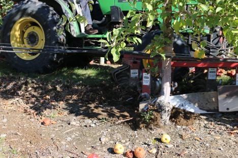 tractor with an attachment driving through an apple orchard