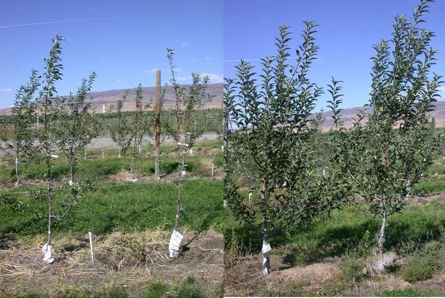 two photos of trees in orchards for comparison