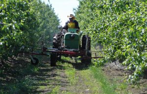 driving a tractor between tree rows