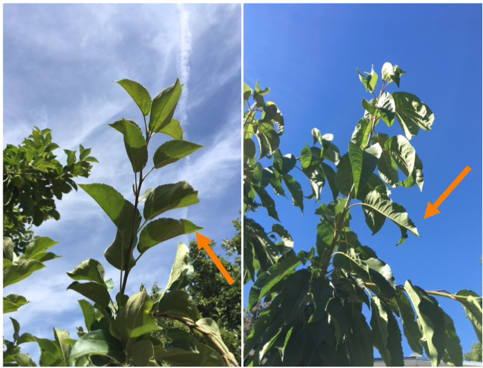 mature leaves on an apple tree (left image) and cherry tree (right image)