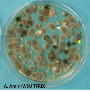 petri dish with many spots - mostly grayish brown, all about the same size