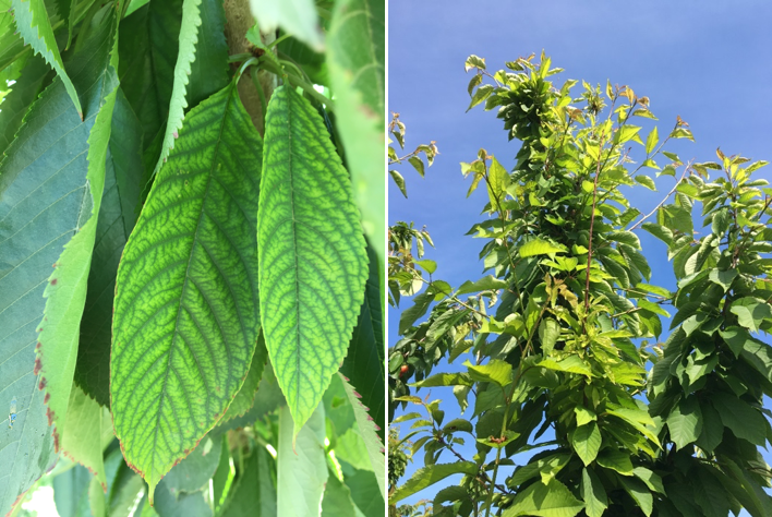 Side by side images of zinc deficiency symptoms on cherry leaves. Close-up on left; summer growth on tree on the right.