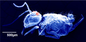 Micrograph of a collembola.