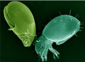 Micrograph of two species of Oribatid mites.