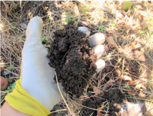 Image showing a handful of coarse textured soil with high organic matter content.