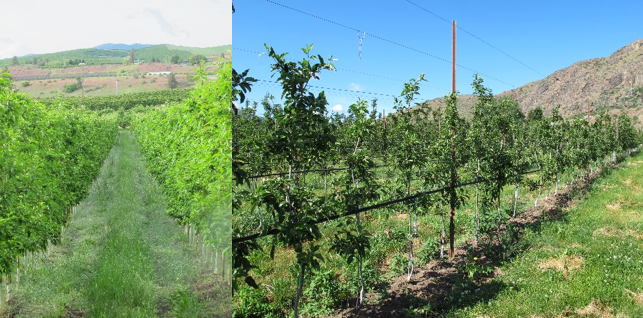 side-by-side images of two orchard blocks