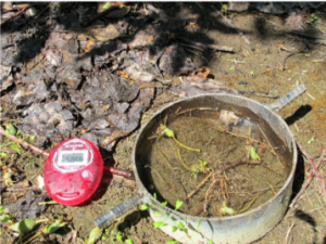 Close-up image of a 12 inch metal ring filled with soil at the base of a tree with a stopwatch lying to the side.