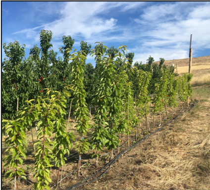 a row of young orchard trees