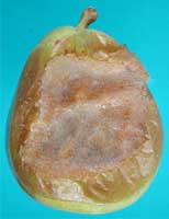 a brown pear almost entirely damaged