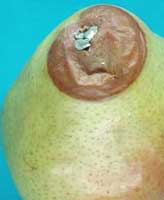 large brown spot on a pear with blue-gray and white in the center