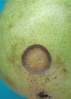 green pear with a brown ring