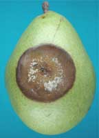 a green pear with a large round brown patch with a developing white ring