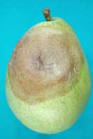 a pear with a large brown patch, wrinkled in the center