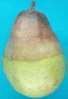 Pear with top half brown