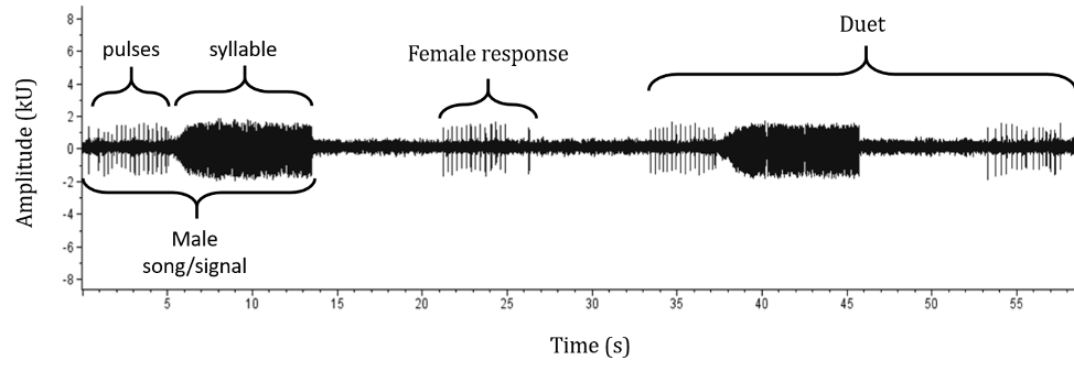Wave diagram showing the portion of the song produced by the male followed by the female response then the duet produced by both together.
