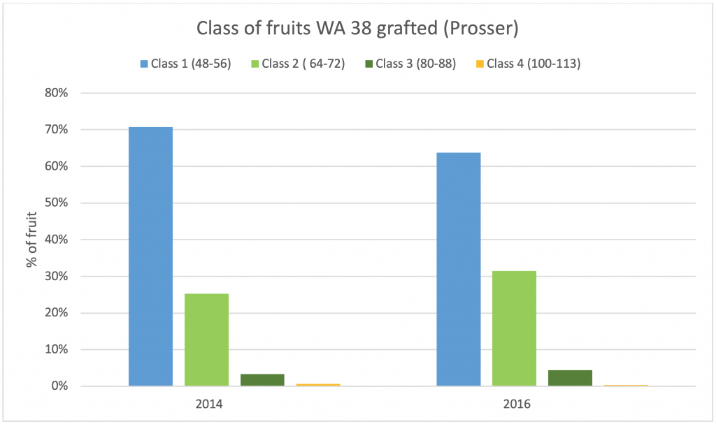 bar graph showing class of fruits WA 38 grafted in Prosser