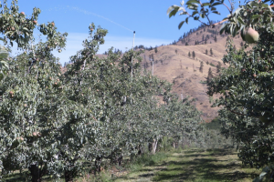 View of the orchard showing the overhead washing system riser.